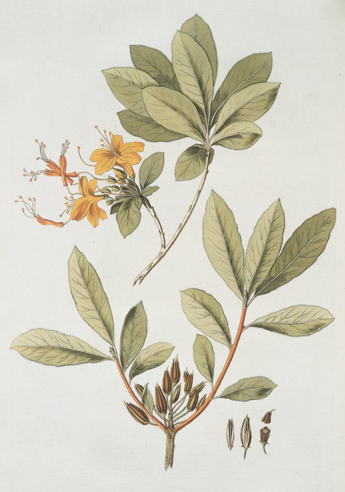 Vintage botanical illustration print with leaves and flowers