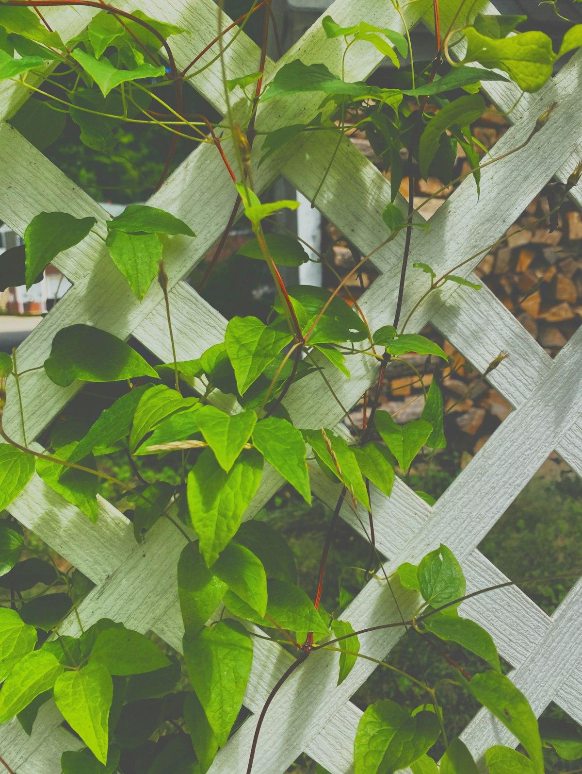 Sunlit lattice trellis covered in lush green climbing vines